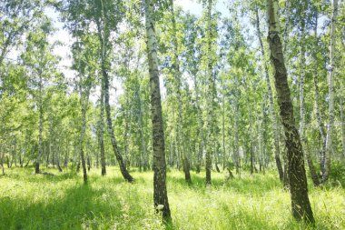 Güzel bir huş ağacı ormanı