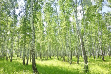 Güzel bir huş ağacı ormanı