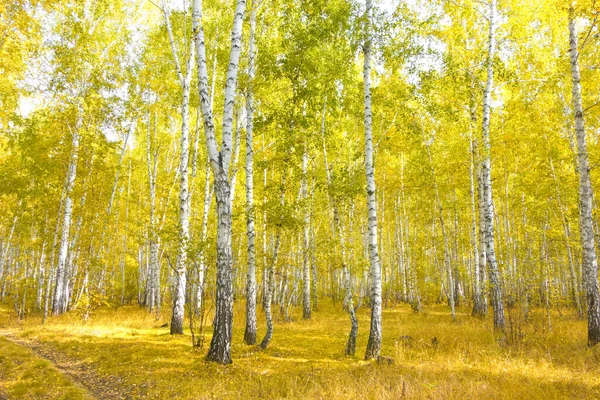 Goldener Birkenwald Herbst — Stockfoto