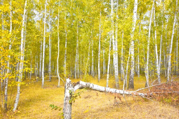 Złoty Jesienny Las Brzozowy — Zdjęcie stockowe
