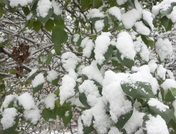 Green Leaves Fresh Snow — Stock Photo, Image