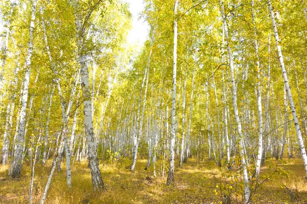 Golden Autumn Birch Forest — Stock Photo, Image