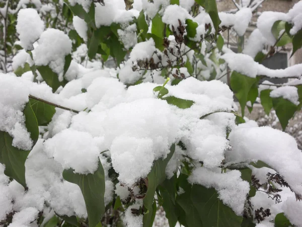 Green Leaves Fresh Snow — Stock Photo, Image