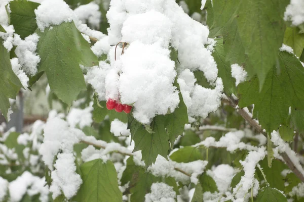 Green Leaves Fresh Snow — Stock Photo, Image