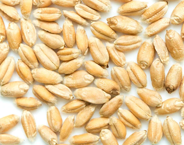 小麦の粒を背景に — ストック写真