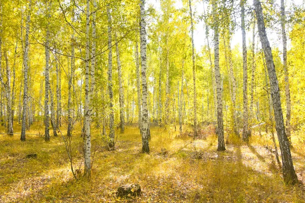 Beautiful Autumn Birch Forest — Stock Photo, Image