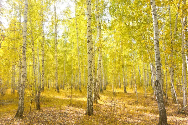 Hermoso Bosque Abedul Otoño — Foto de Stock