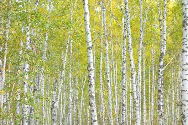美しい秋の白樺林 — ストック写真