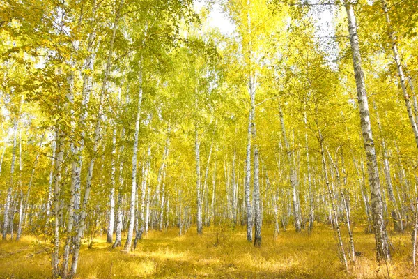 Beautiful Autumn Birch Forest — Stock Photo, Image