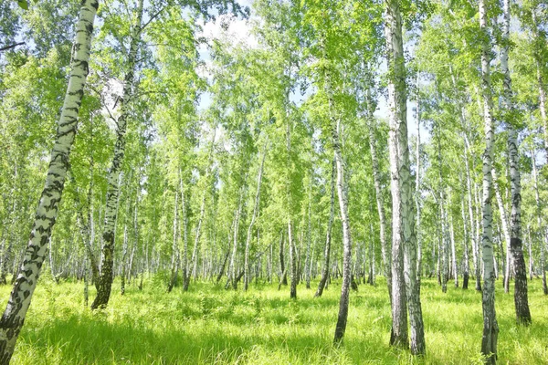 Vacker Sommarbjörkskog — Stockfoto