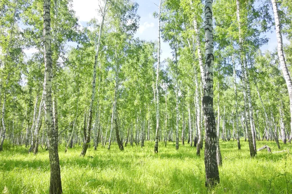 Piękny Letni Las Brzozowy — Zdjęcie stockowe