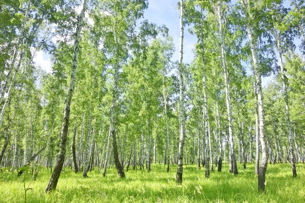 Beautiful Summer Birch Forest — Stock Photo, Image