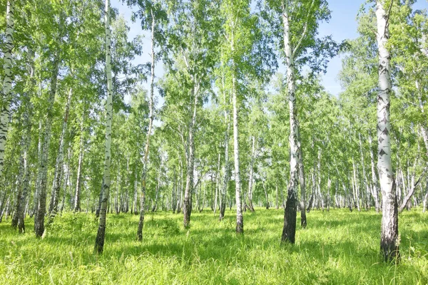 Прекрасний Літній Березовий Ліс — стокове фото