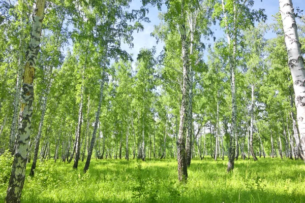 Прекрасний Літній Березовий Ліс — стокове фото