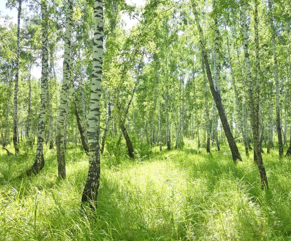 美しい夏の白樺林 — ストック写真