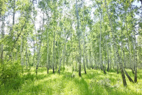 Hermoso Bosque Abedul Verano — Foto de Stock