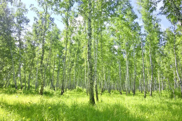 Vacker Sommarbjörkskog — Stockfoto