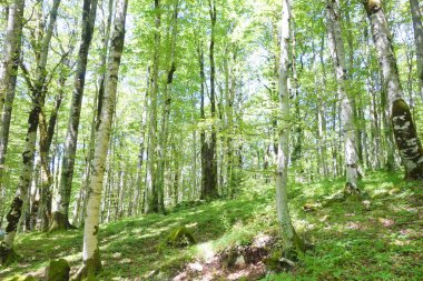 Kayın ormanının görüntüsü