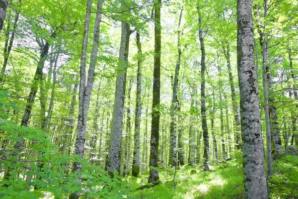 Image Beech Forest — Stock Photo, Image