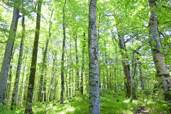 Bild Vom Buchenwald — Stockfoto