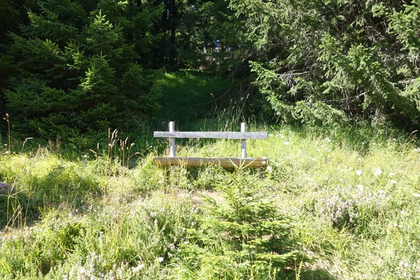 Wooden Bench Forest — Stock Photo, Image