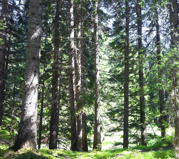 Ein Schöner Kiefernwald — Stockfoto