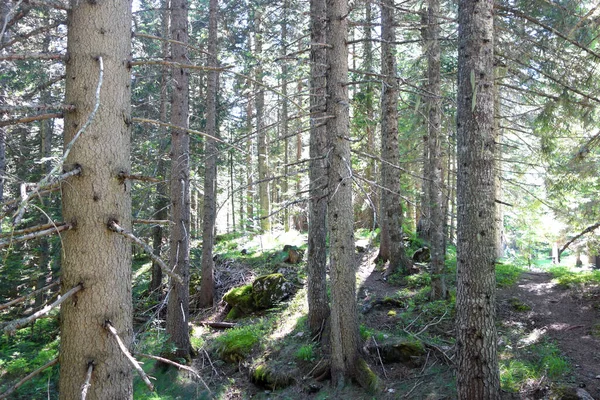 Bosque Pinos Belleza — Foto de Stock