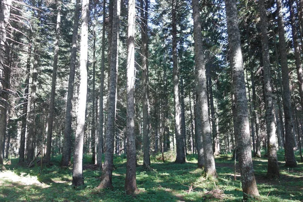 Ein Schöner Kiefernwald — Stockfoto