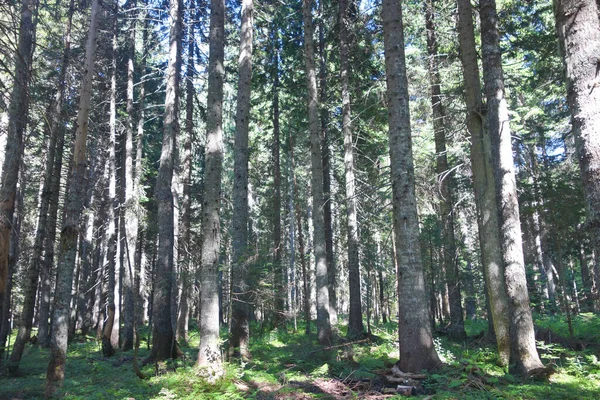 Ein Schöner Kiefernwald — Stockfoto