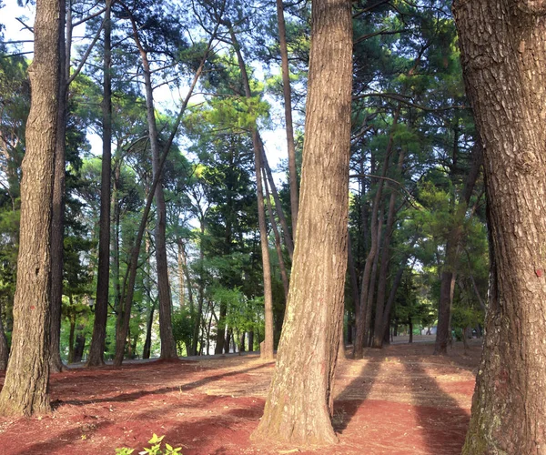 Imagen Del Bosque Verano — Foto de Stock