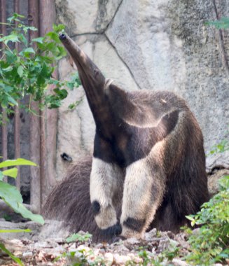 Hayvanat bahçesinde karınca yiyen