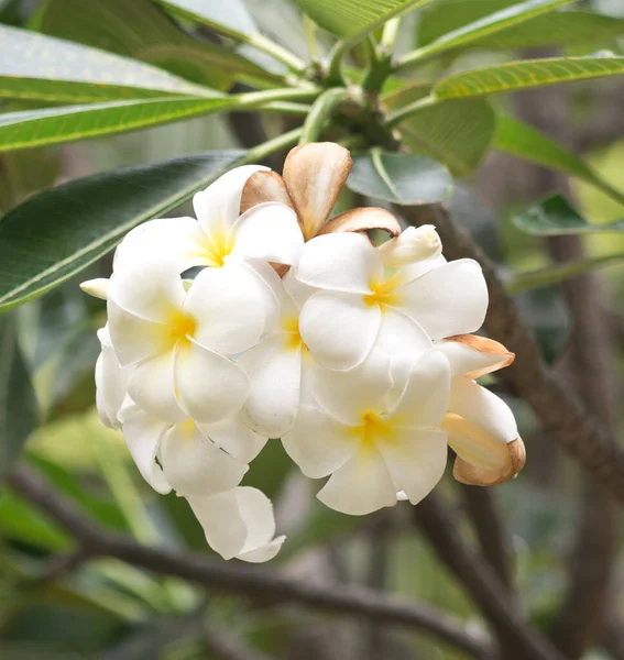 Primer Plano Flores Frangipani —  Fotos de Stock