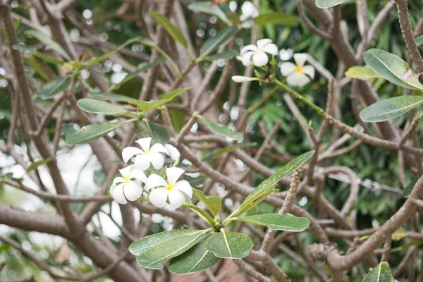 Gros Plan Sur Les Fleurs Frangipanes — Photo