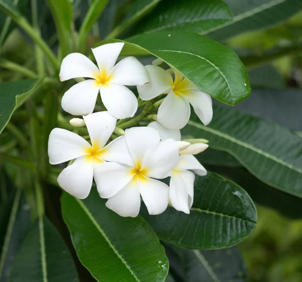 Close Shot Frangipani Flowers Stock Picture