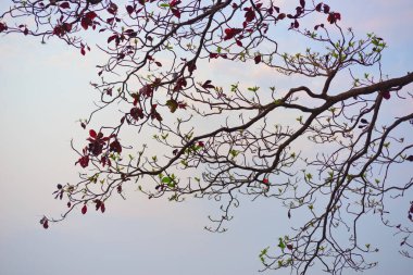 Güzel denize karşı tropikal ağaçlar