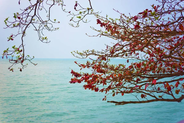 Árboles Brillantes Contra Hermoso Mar — Foto de Stock
