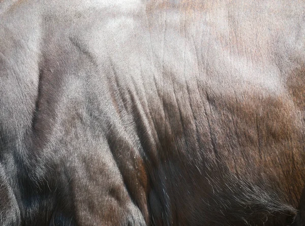 Bull Skin Background — Stock Photo, Image