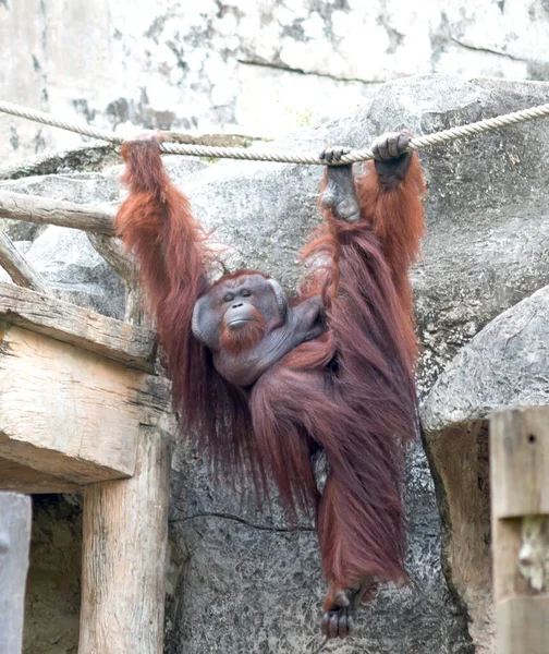 Orangutang Una Corda — Foto Stock