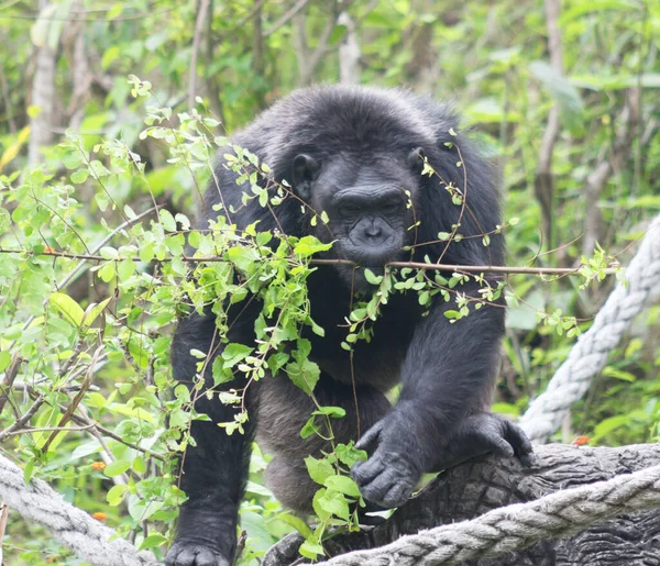 Gorila Zoo — Stock fotografie