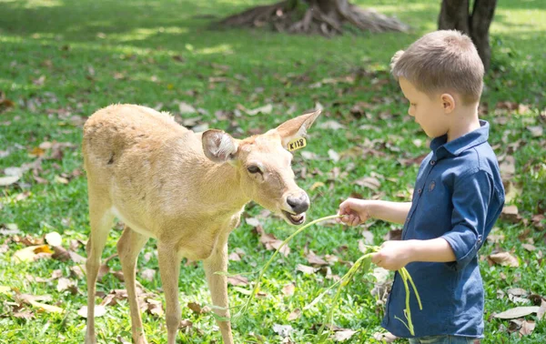 連絡先動物園の鹿と赤ちゃん — ストック写真