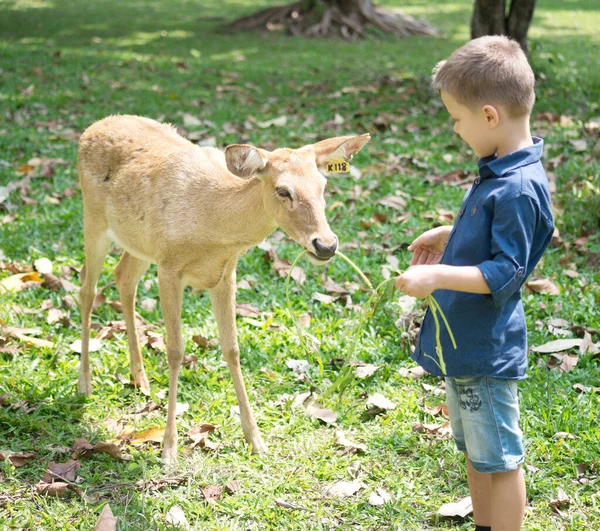 Baby feeding deer in the contact Zoo