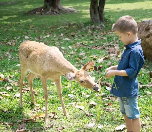動物園での餌やり鹿 — ストック写真