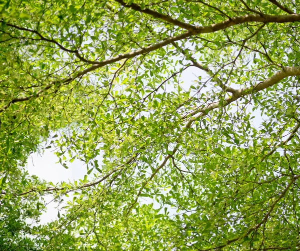 Gröna Blad Som Bakgrund — Stockfoto