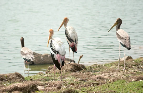 Painted Storks Lake — Stock Photo, Image