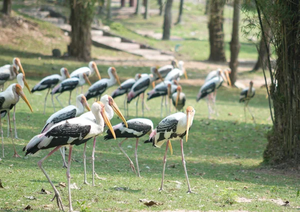 Painted Storks Park — Stock Photo, Image