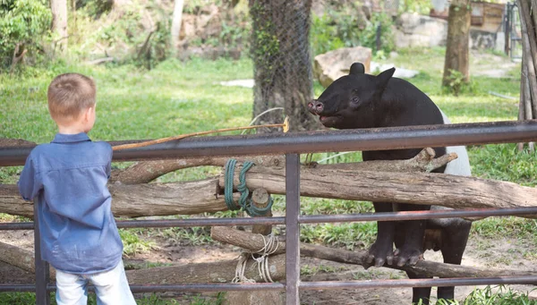 Tapiro Alimentazione Dei Bambini Nello Zoo — Foto Stock