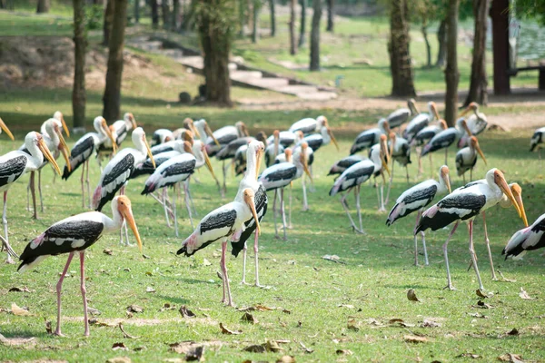 Cigognes Peintes Dans Parc — Photo