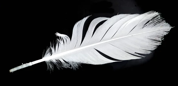 黒い背景の白い羽 — ストック写真
