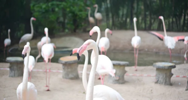 Flamingos Cor Rosa Jardim Zoológico — Fotografia de Stock