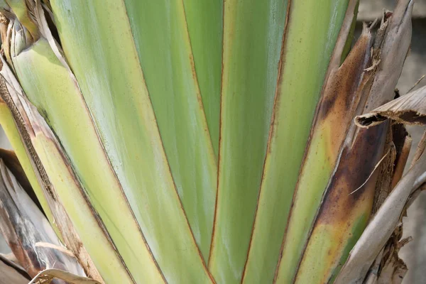 Пальмовый Лист Фон — стоковое фото